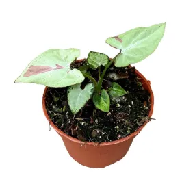 15 cm  Syngonium Strawberry Milk House Plant 10,5 cm Pot