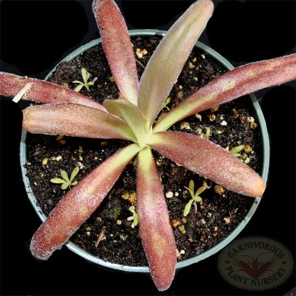Aphrodite Butterwort