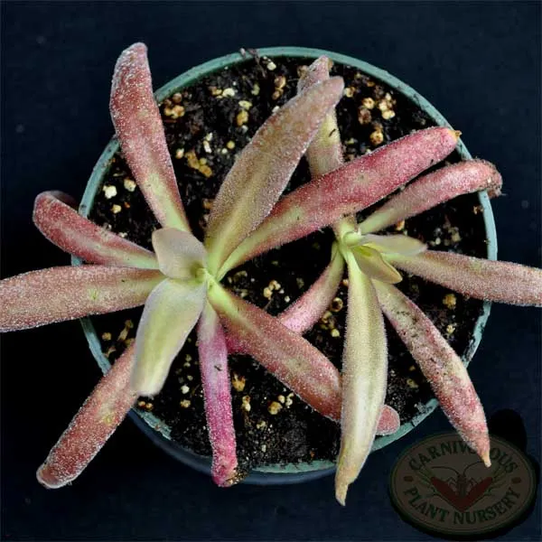 Aphrodite Butterwort