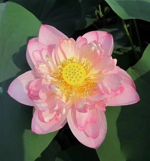 Blushing Bride Lotus (Bare Root)