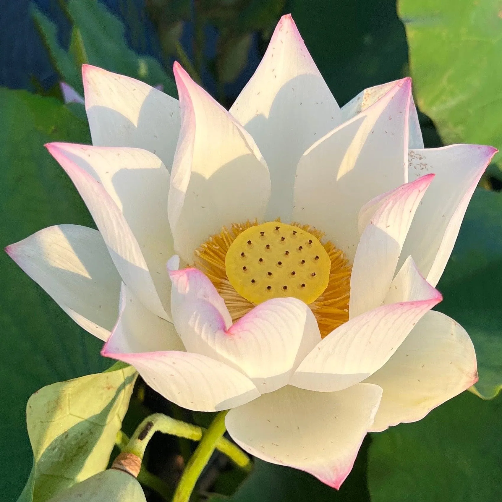 Colorful Jade Lotus (Bare Root)