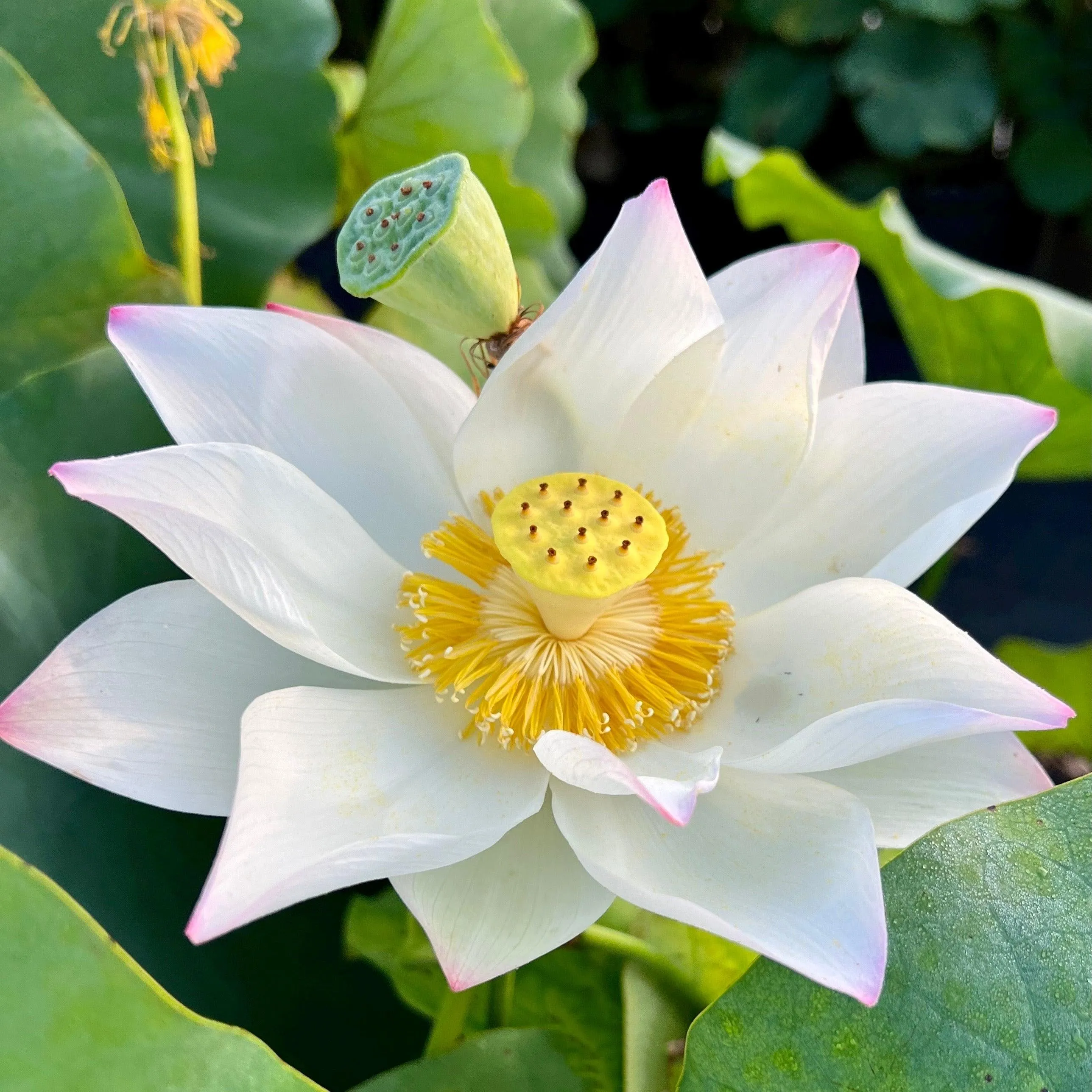 Colorful Jade Lotus (Bare Root)