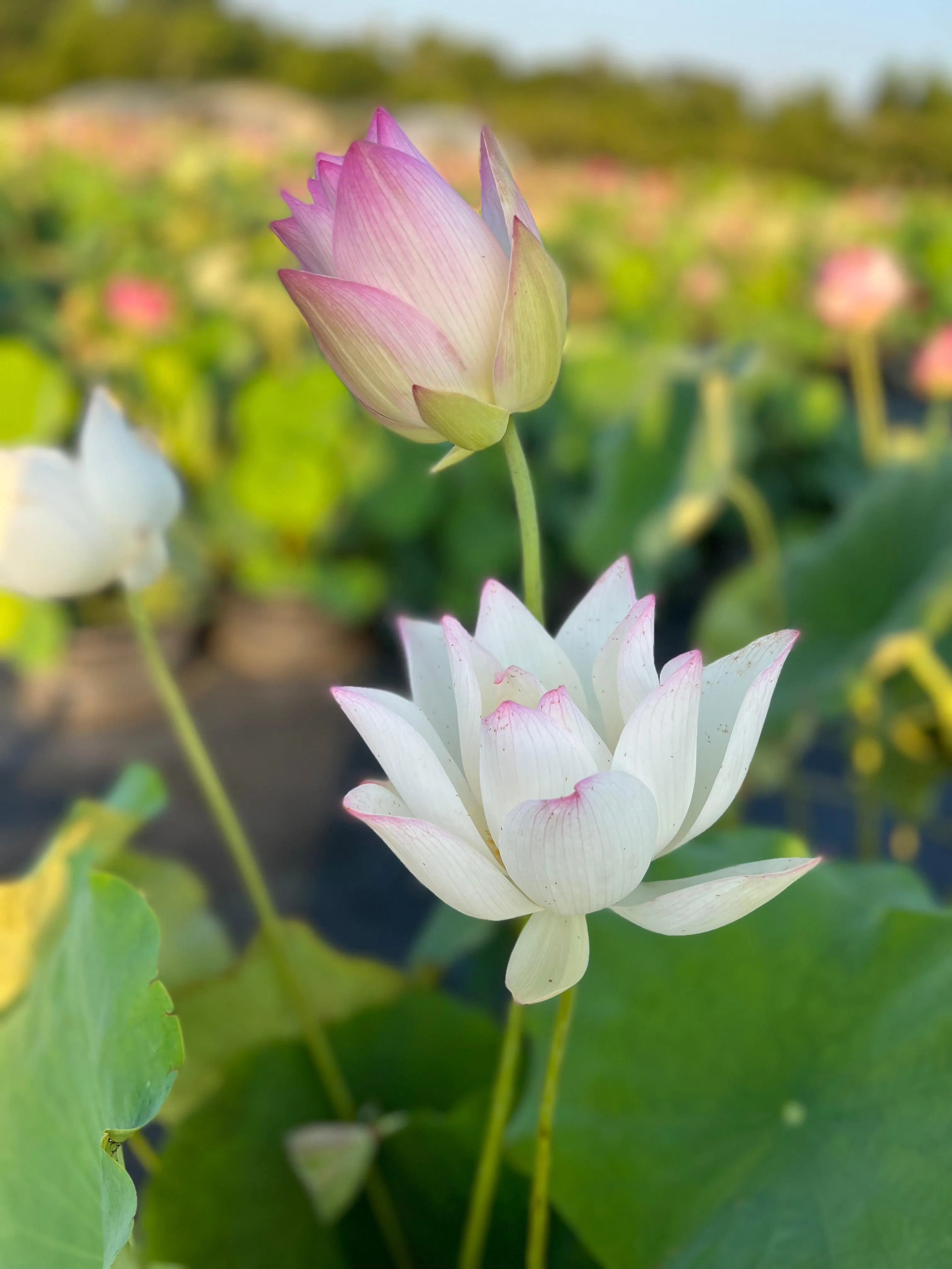 Colorful Jade Lotus (Bare Root)