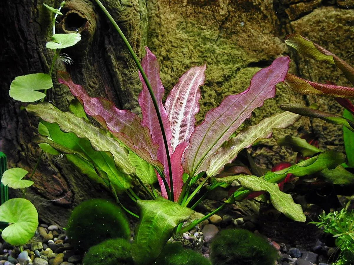 Echinodorus Oriental (1 POT)
