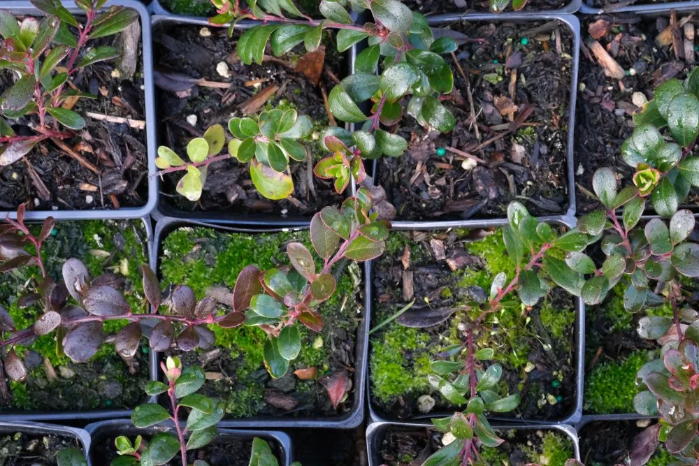 Kinnikinnick - bundle of 5 plants (3.5'' pots)
