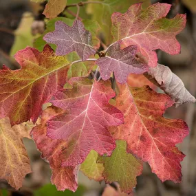 Oakleaf Hydrangea - Hydrangea quercifolia 'Queen of Hearts'