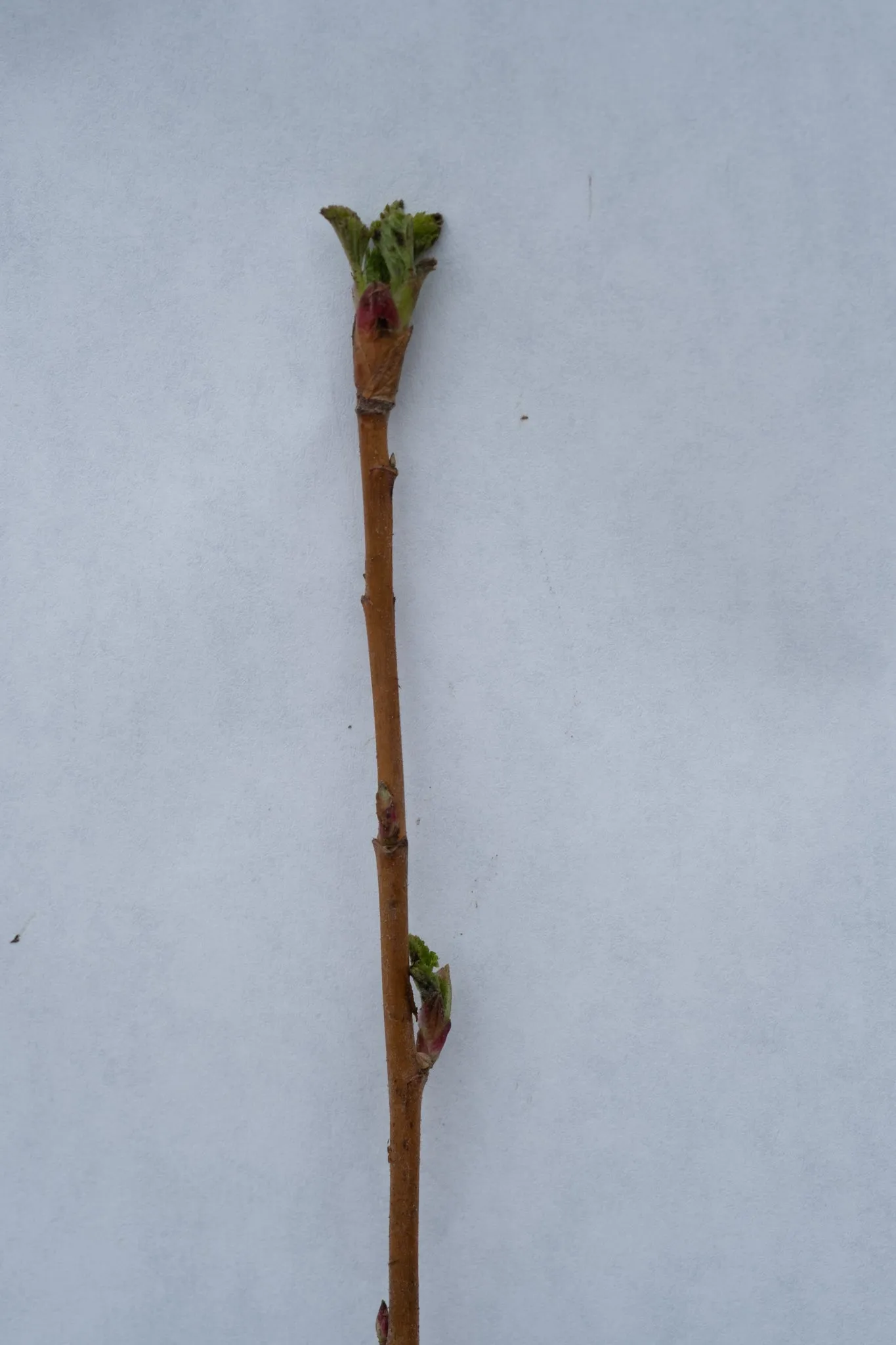 Red Flowering Currant - bundle of 5 bareroot plants