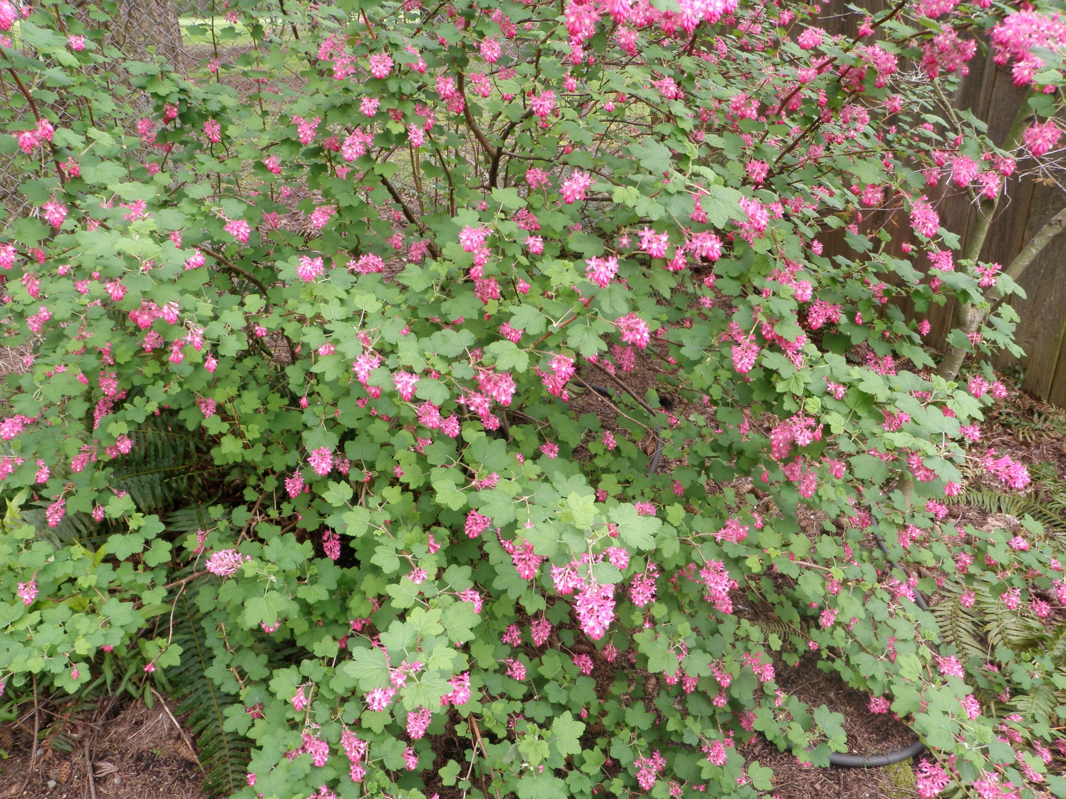 Red Flowering Currant - bundle of 5 bareroot plants