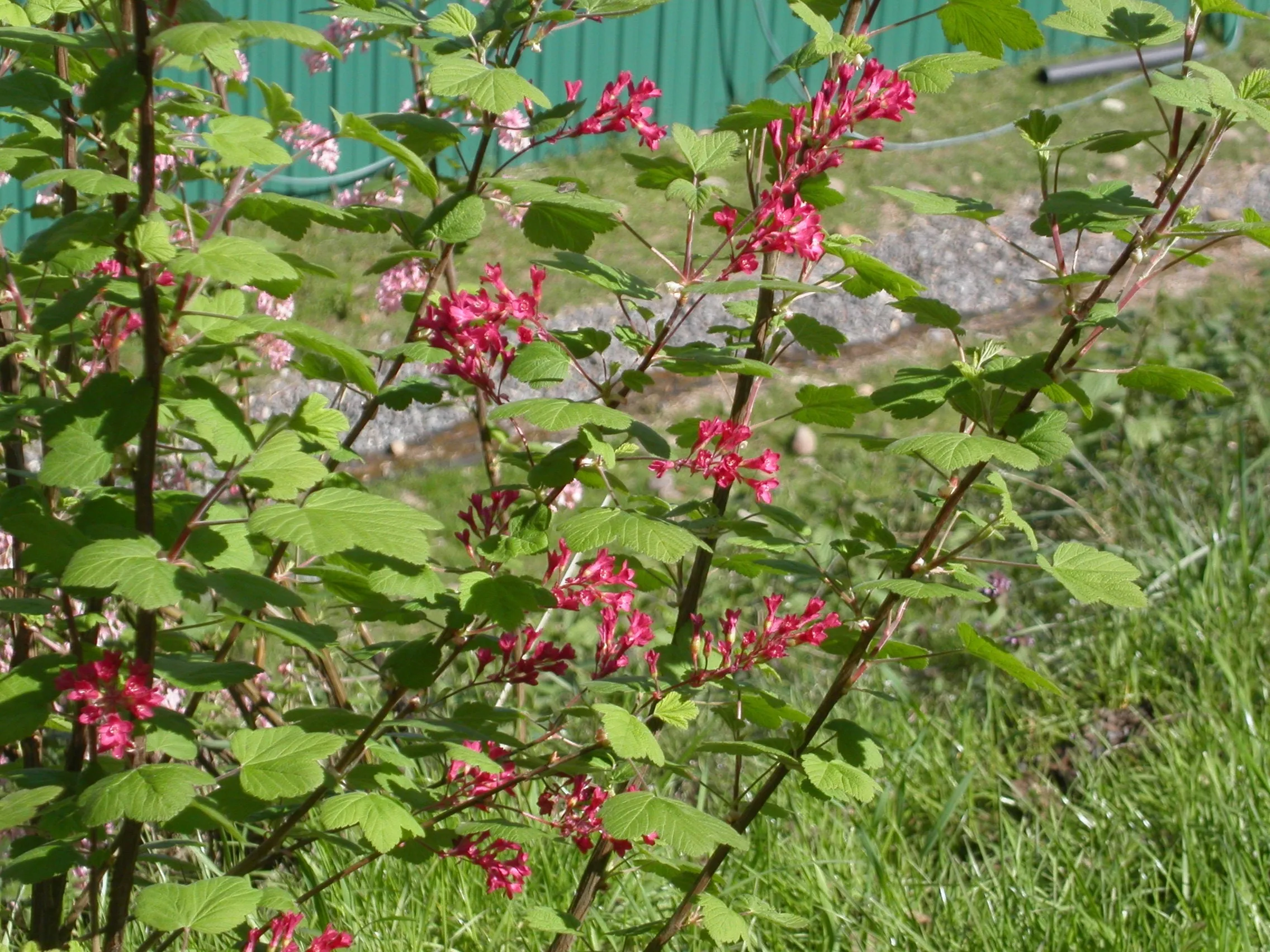 Red Flowering Currant - bundle of 5 bareroot plants