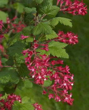 Red Flowering Currant - bundle of 5 bareroot plants